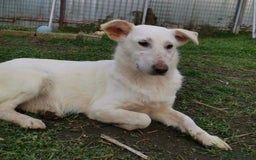 Mixed Breed dogs for adoption: MEET ALASKA - Image 5