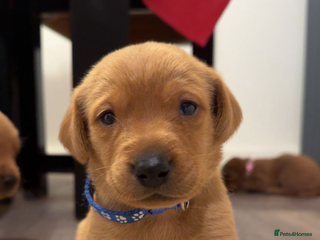 Labrador Retriever dogs Litter of 7 Fox Red Labrador Puppies - Advert 2
