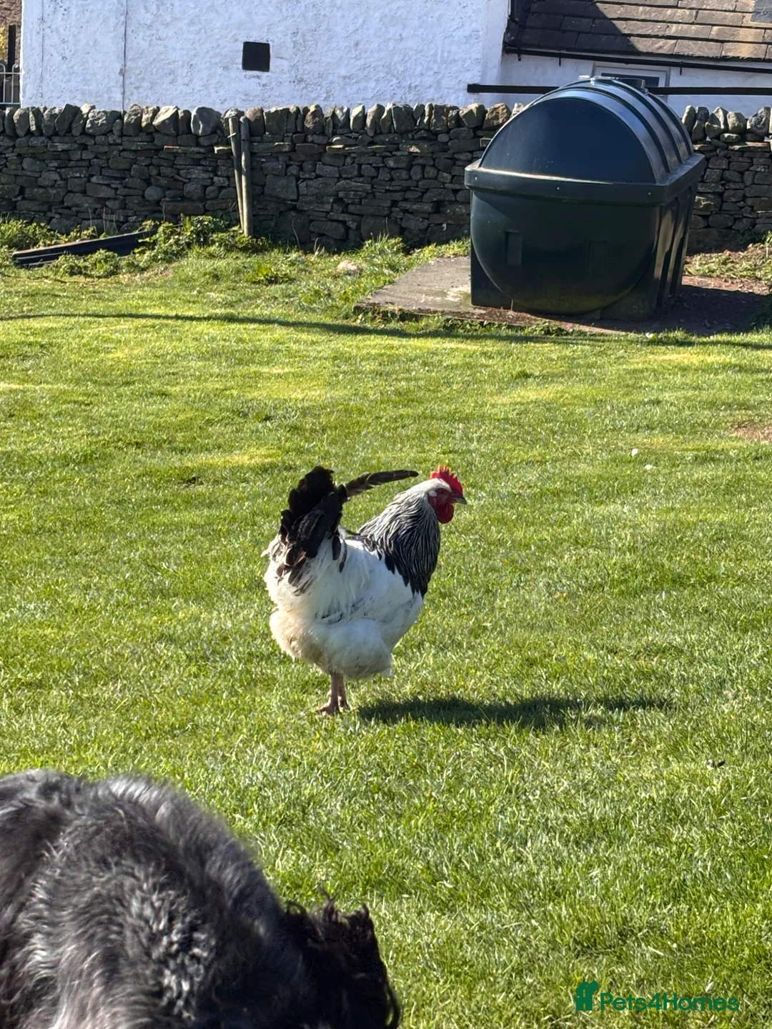 Chickens poultry for sale: Pure light Sussex large fowl  - Advert 7