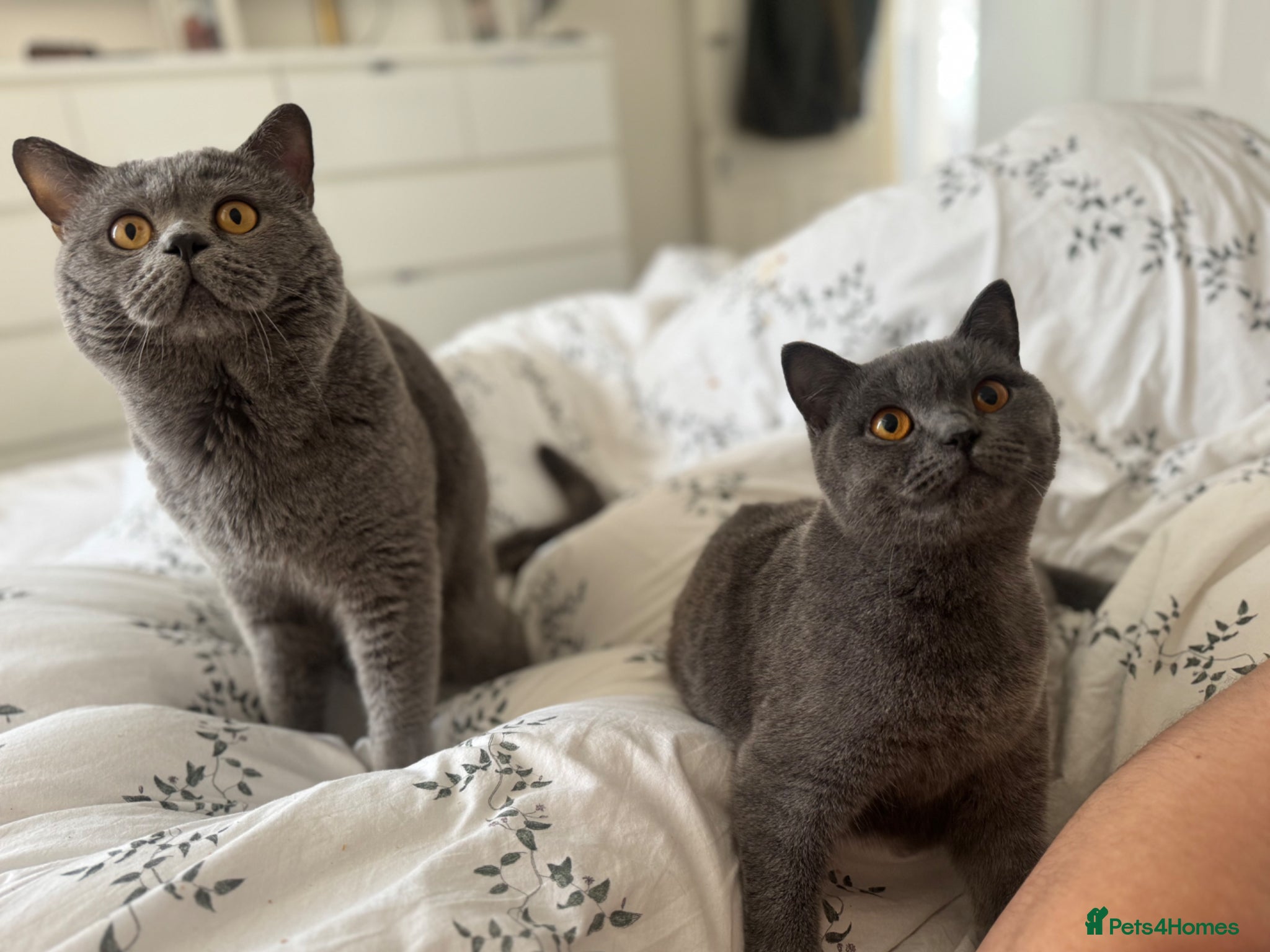 British Shorthair cats Stunning 😍 British shorthair kittens 🐱  - Advert 1