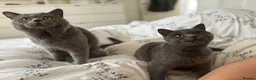 British Shorthair cats for sale: Stunning 😍 British shorthair kittens 🐱  - Advert 1