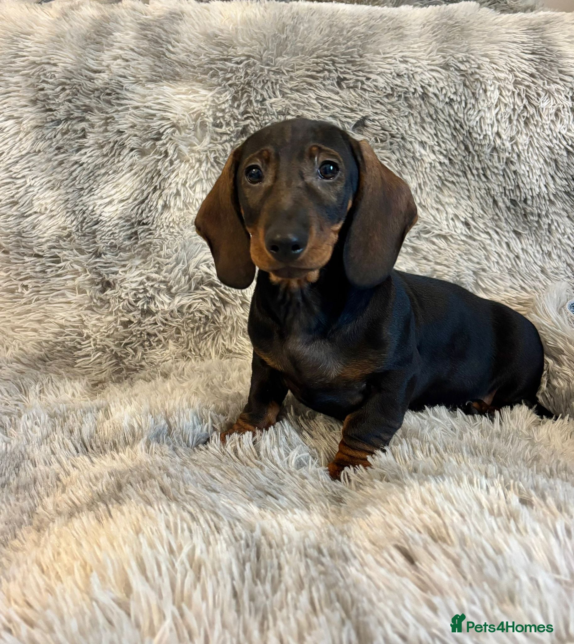 Dachshund dogs Dachshund Puppy Last Boy Fully Vaccinated  - Advert 1