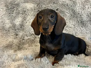 Dachshund dogs Dachshund Puppy Last Boy Fully Vaccinated - Advert 10