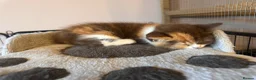British Shorthair cats for sale: Stunning British Shorthaired GCCF Registered - Advert 24