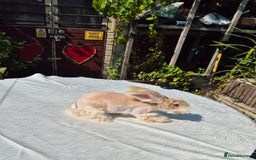 Angora rabbits for sale: Gorgeous Pedigree Full Faced Angora  - Image 31