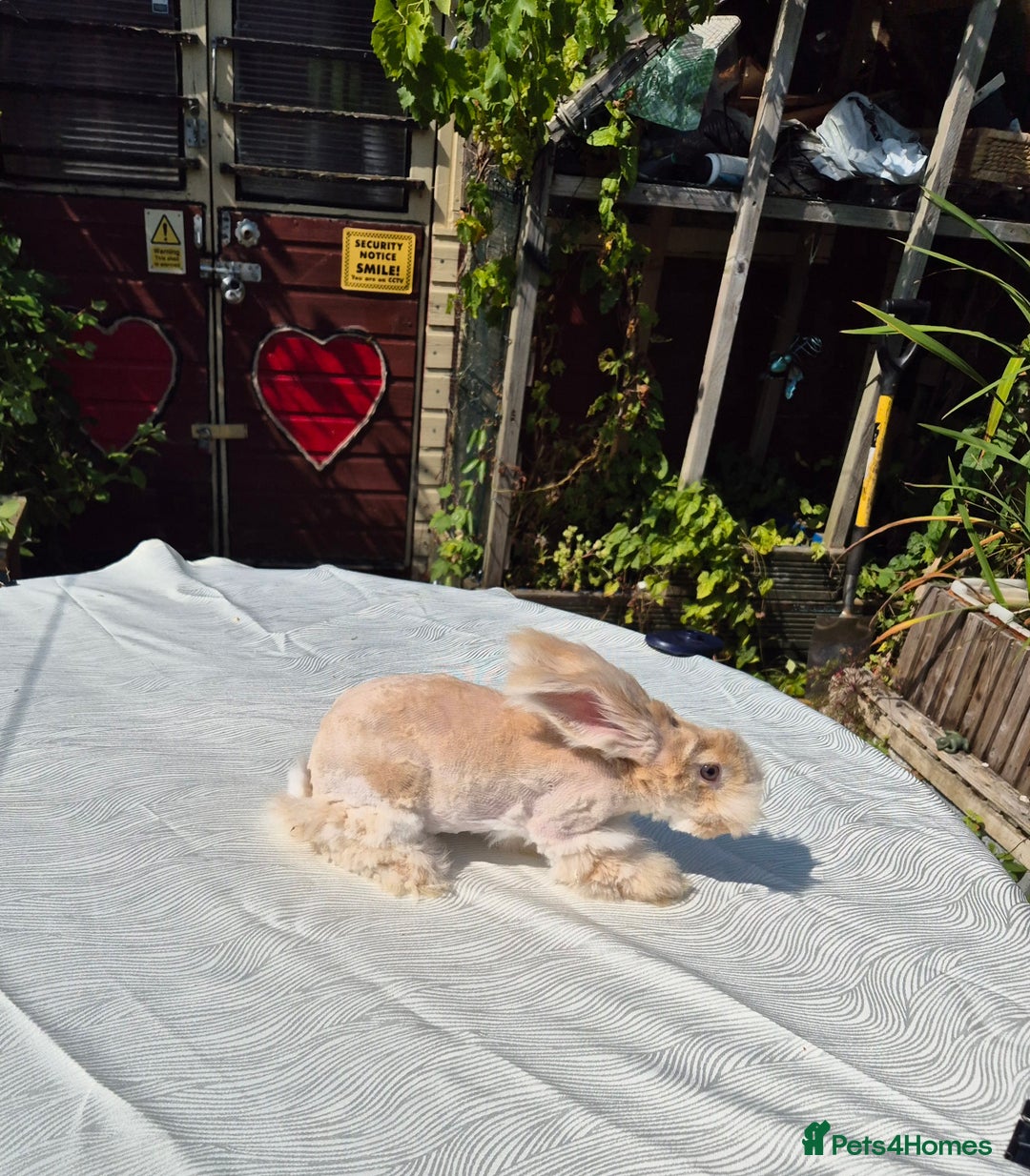 Angora rabbits for sale: Gorgeous Pedigree Full Faced Angora  - Image 31