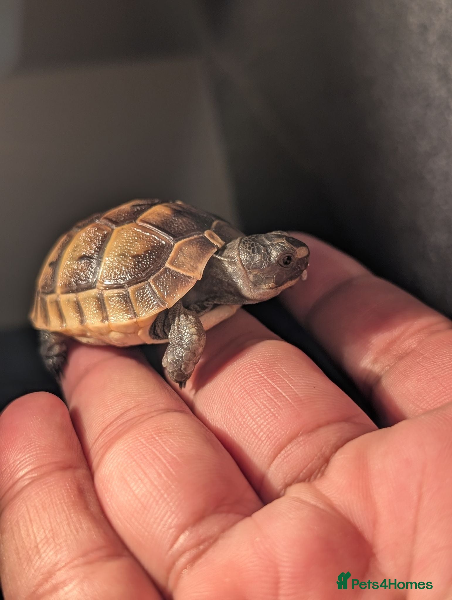 Tortoise reptiles Spur Thigh and Herman Tortoise  - Advert 2