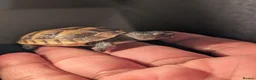 Tortoise reptiles for sale: Spur Thigh and Herman Tortoise  - Advert 2
