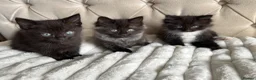 Ragdoll cats for sale: Half ragdoll kittens  - Advert 9