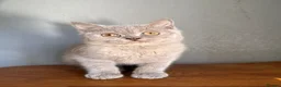 British Shorthair cats for sale: TICA British Shorthair  - Advert 12