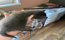 Mixed Breed cats for sale: Part Siamese kittens for sale - Image 6