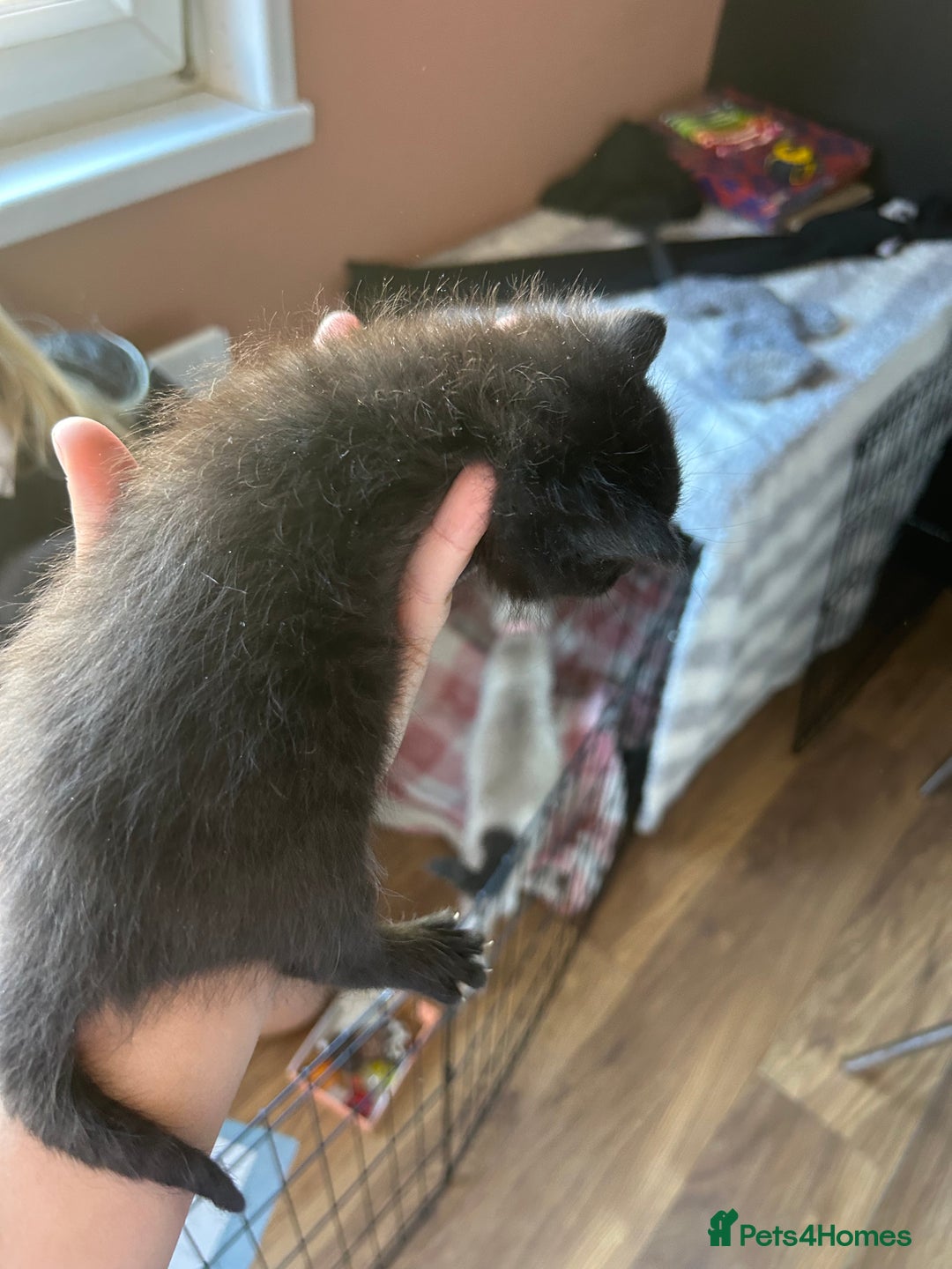 Mixed Breed cats for sale: Part Siamese kittens for sale - Image 6