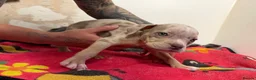 American Bully dogs for sale: American pocket bully puppies for sale 🐾 - Advert 10