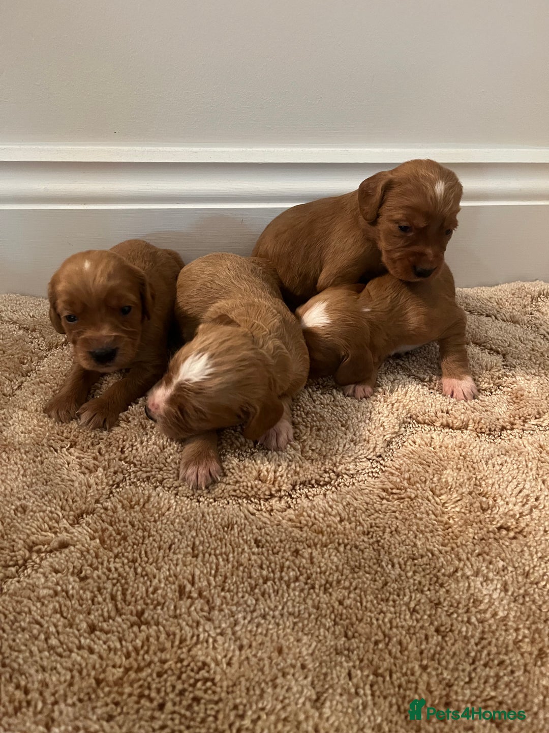 Cockapoo dogs for sale: Cockpoo puppies - Advert 8