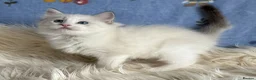 Ragdoll cats for sale: 🐾 Beautiful Ragdoll Kittens for Sale 🐾 - Advert 18