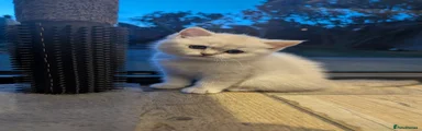 British Shorthair Kitten 1