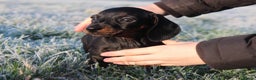 Miniature Dachshund dogs for sale: Stunning Miniature Dachshund Puppies - Advert 8