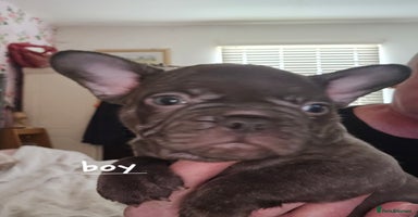 French Bulldog dogs - Advert 1