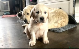 Golden Retriever dogs for sale: Exceptional KC Goldens- MULTI Champions Bloodline - Image 11