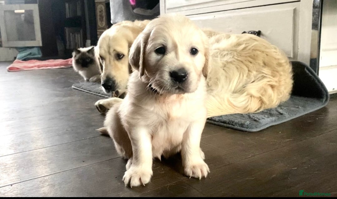Golden Retriever dogs for sale: Exceptional KC Goldens- MULTI Champions Bloodline - Image 11