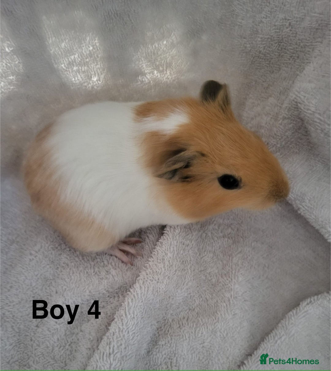 Guinea Pig rodents for sale: Baby Guinea Pigs  - Advert 8