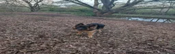 German Shepherd dogs for sale: German Shepherd, 10 Months – Loving Home Needed - Advert 1