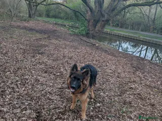 German Shepherd dogs German Shepherd, 9 Months – Loving Home Needed - Advert 13