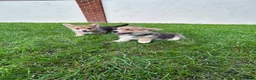 Welsh Corgi Pembroke dogs for sale: Welsh Pembroke corgi - Advert 14