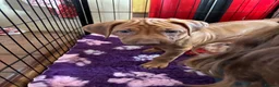 Rhodesian Ridgeback dogs for sale: Exceptionally Health Tested KC Ridgeback Puppies - Advert 11
