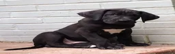 Great Dane dogs for sale: Beautiful Female Great Dane Puppy - Advert 1
