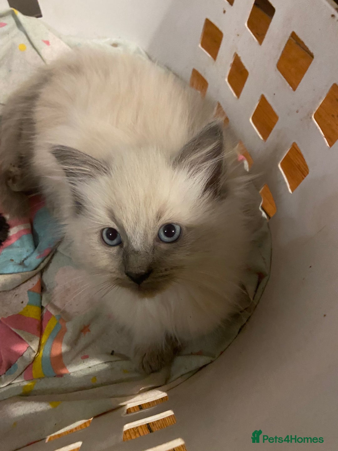Ragdoll cats for sale: Ragdoll boy - Image 3