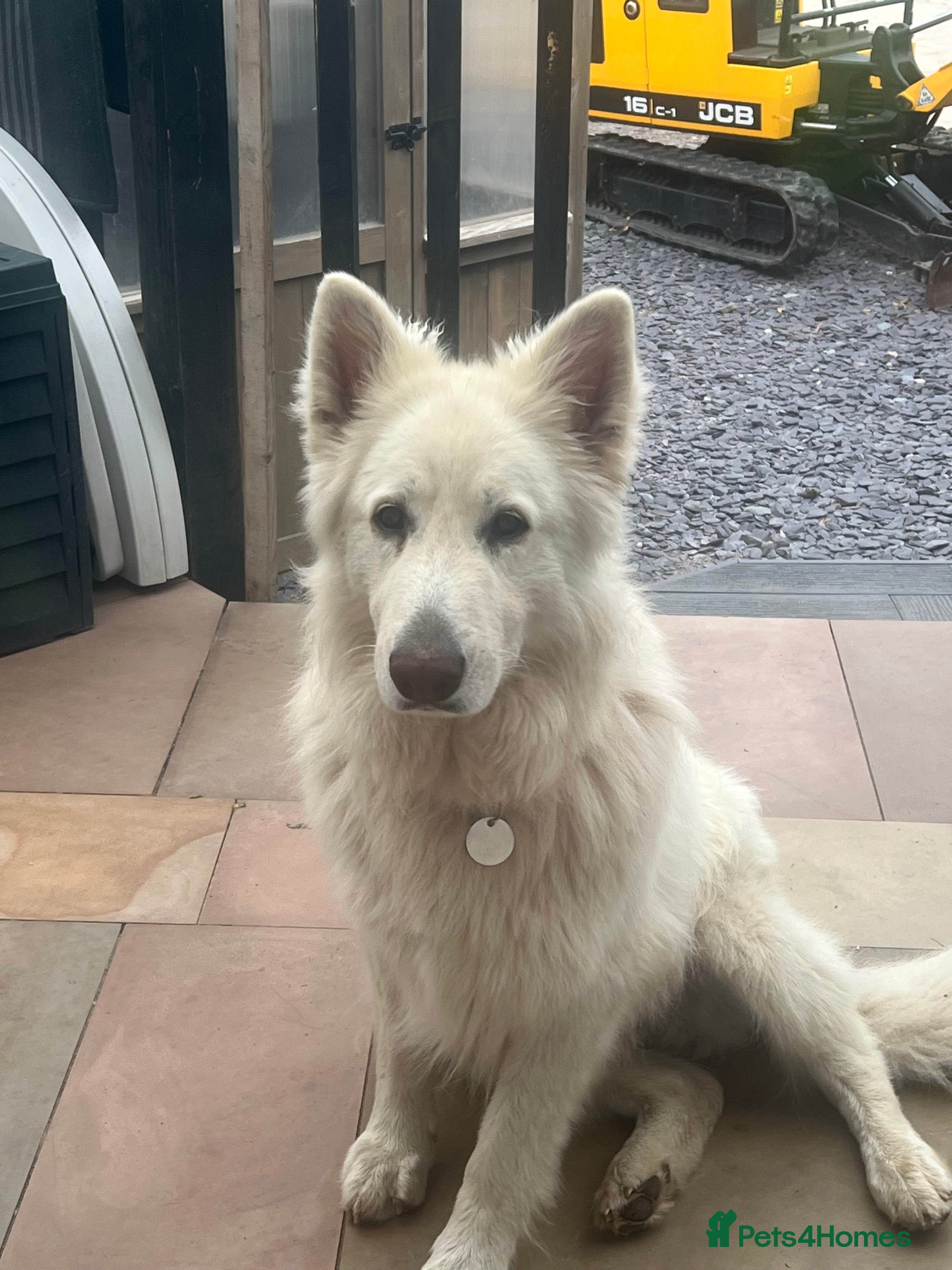 German Shepherd dogs White German Shepard for sale - Advert 11