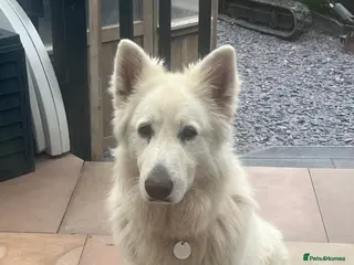 German Shepherd dogs White German Shepard for sale - Advert 11