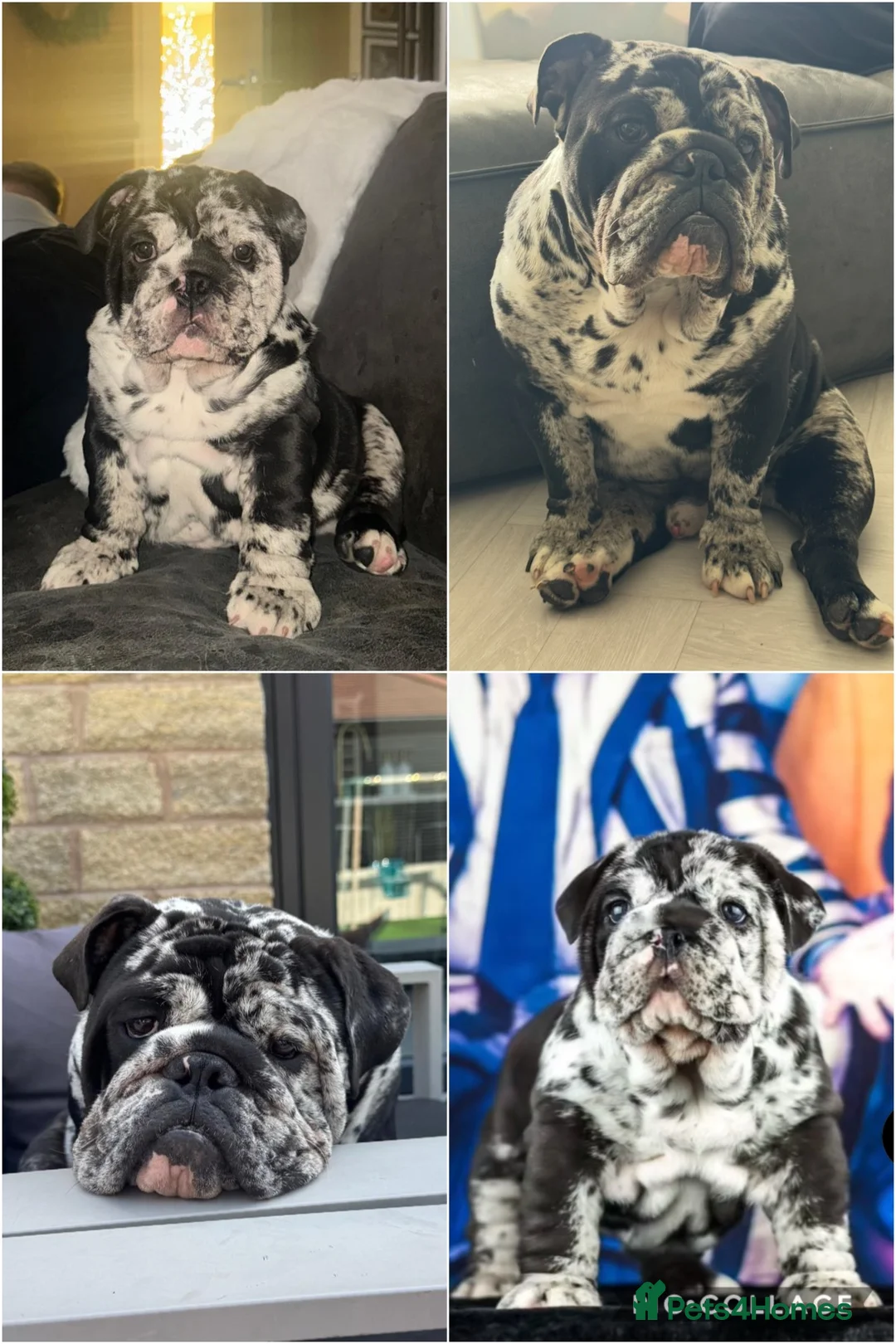 English Bulldog dogs for sale: Male English Bulldog, Rare/Unique Coat, Family Dog - Advert 12