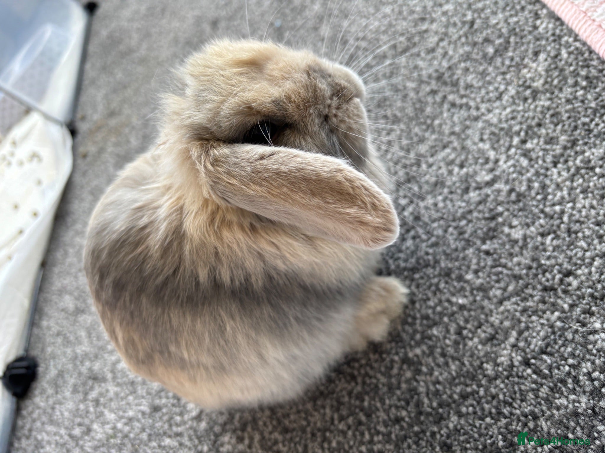Mini Lop rabbits Mini lop x Netherlands dewarf - Advert 3