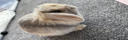 Mini Lop rabbits for sale: Mini lop x Netherlands dewarf in Blackburn - Advert 1