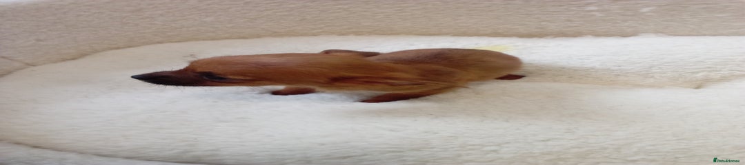 Chorkie Puppy 1