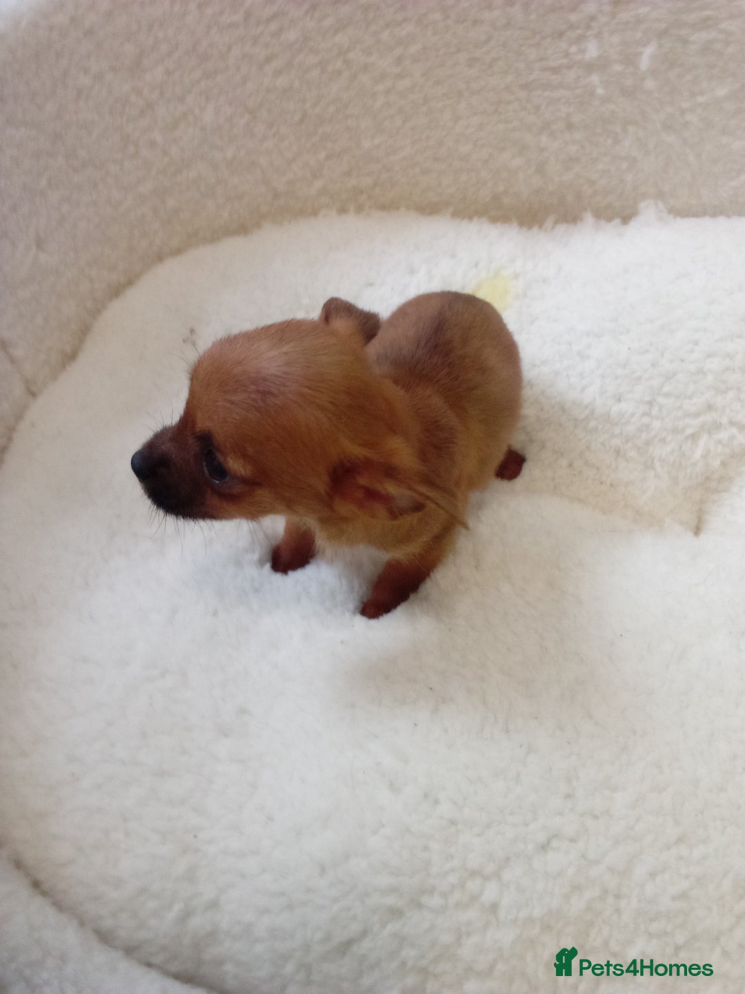Chorkie dogs for sale: Chihuahua x Yorkshire terrier  - Image 10