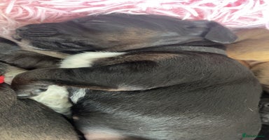 Mixed Breed dogs - Advert 11