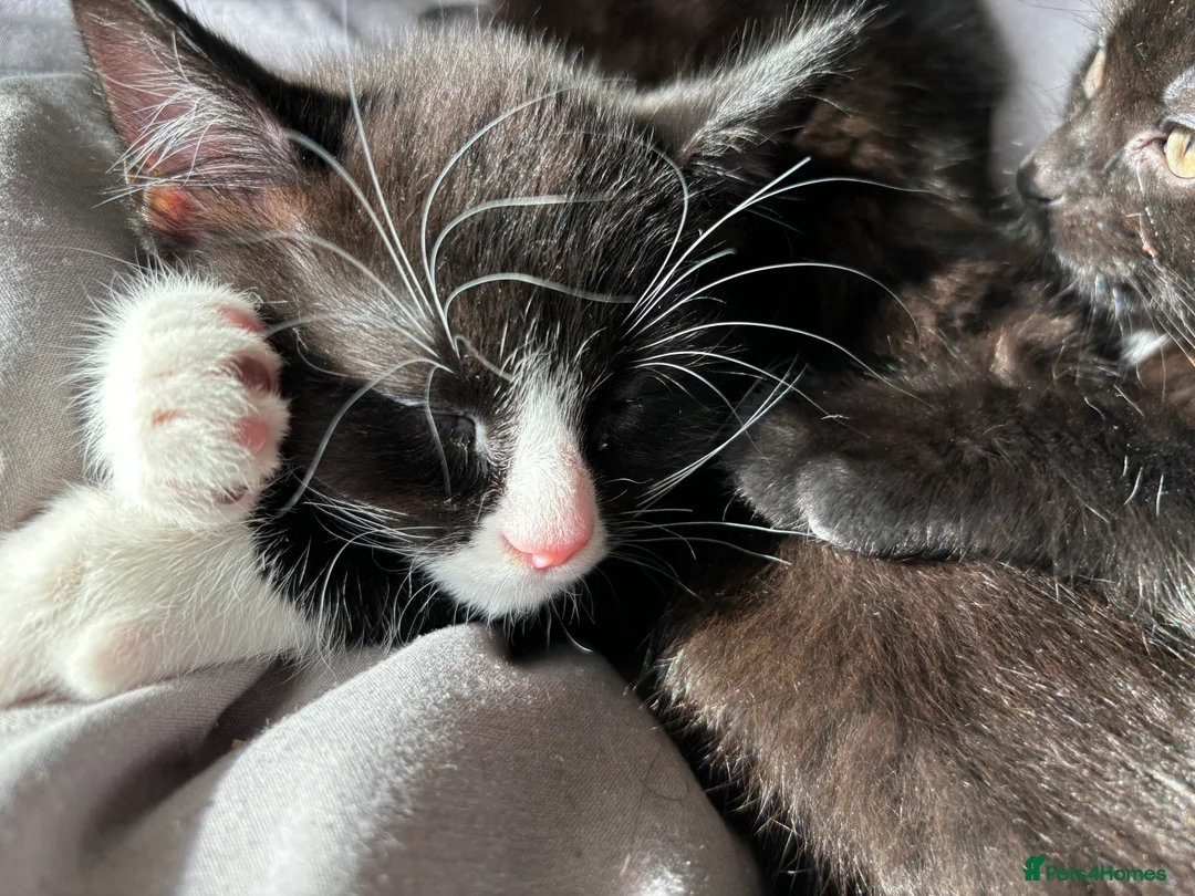 Mixed Breed cats for sale: Beautiful family raised kittens  - Advert 2