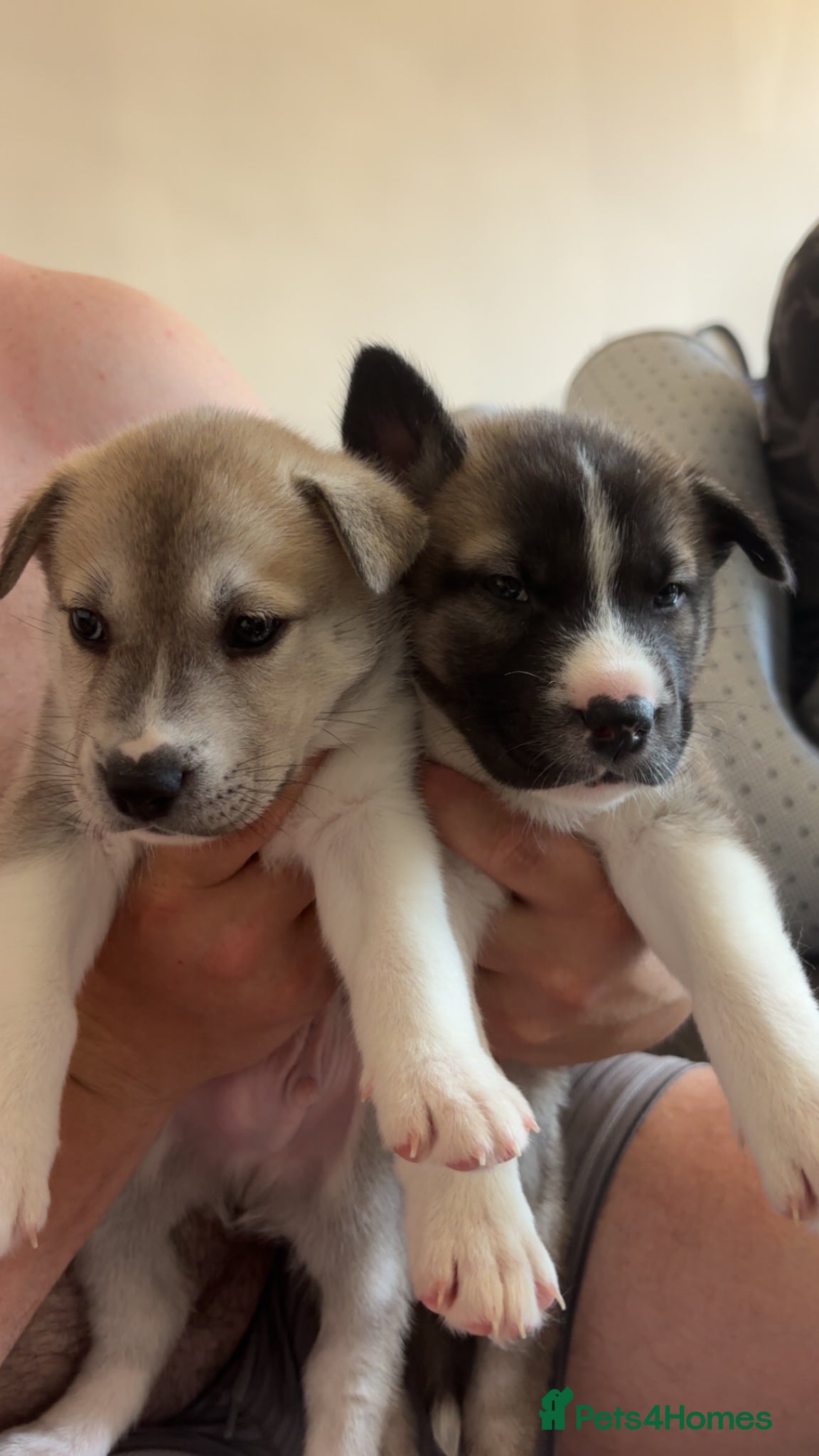 Mixed Breed dogs 3 rescue puppies available  - Advert 17
