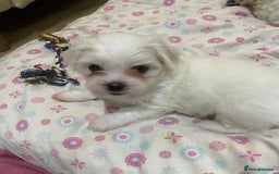 Maltese dogs for sale: Naughty Maltese Puppies For Sale. - Image 3