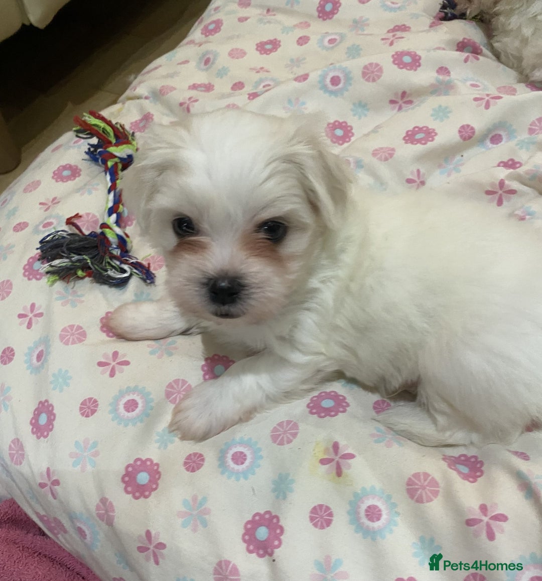 Maltese dogs for sale: Naughty Maltese Puppies For Sale. - Image 3