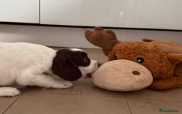 English Springer Spaniel dogs for sale: Calm, engaging Springer spaniel puppies. - Image 3