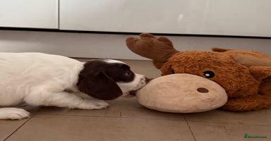 English Springer Spaniel dogs - Advert 5