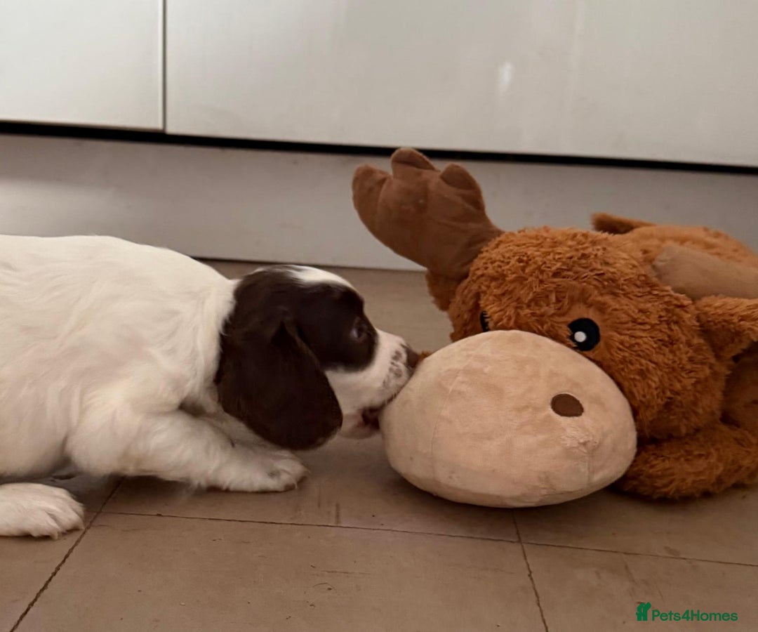 English Springer Spaniel dogs for sale: Calm, engaging Springer spaniel puppies. - Image 3