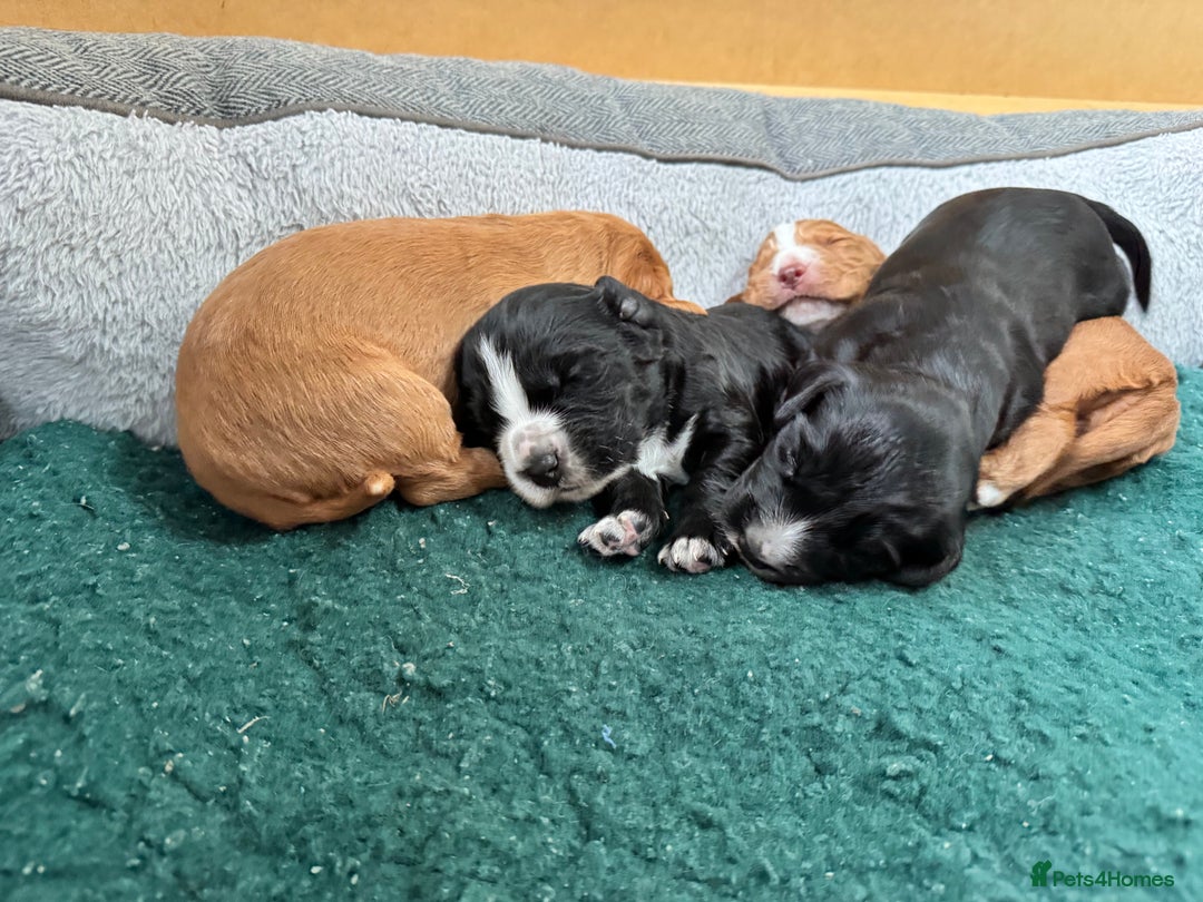 Cocker Spaniel dogs for sale: Beautiful cocker spaniels (working) - Advert 2