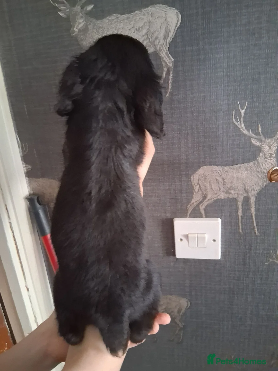 Cocker Spaniel dogs for sale: working cocker spaniels ready to leave - Advert 18