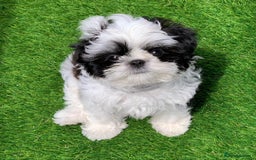 Shih Tzu dogs for sale: Shih Tzu for Rehome - Image 3