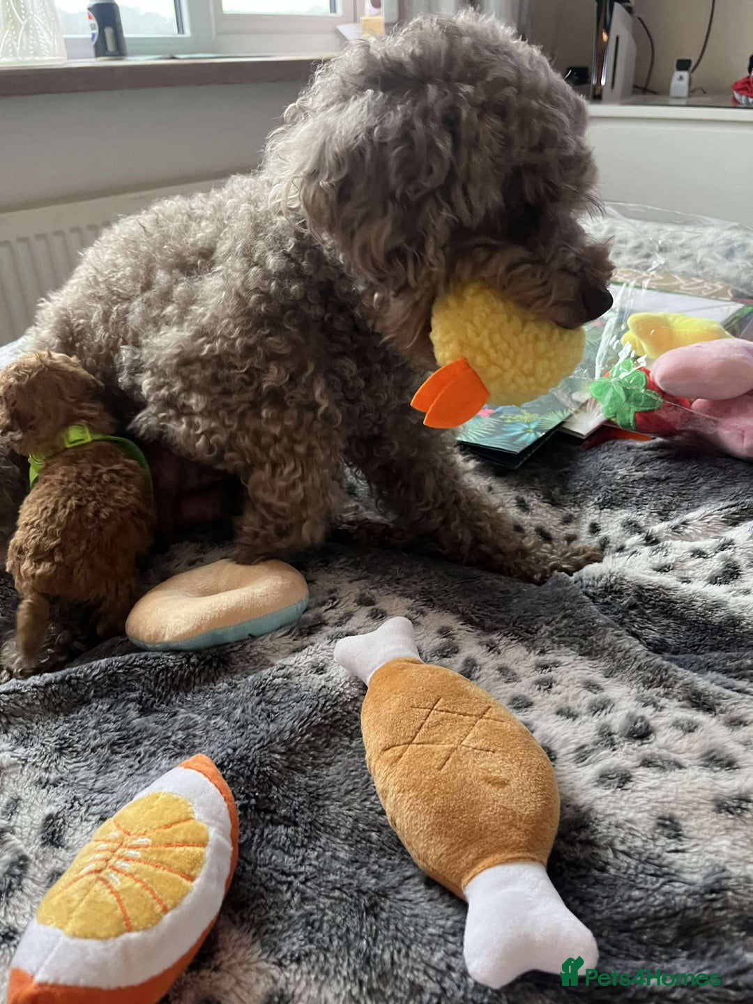 Miniature Poodle dogs for sale: Miniature Poodles!!! - Advert 15